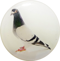 Logoprint chovatelství - holub